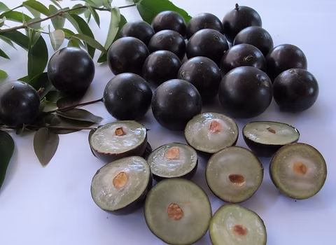 Jabuticaba fruit